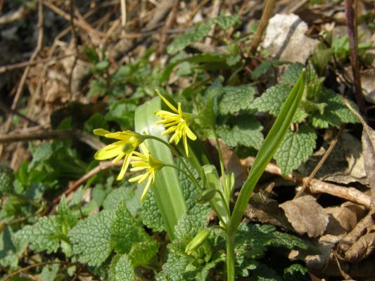 Opatovice-Bukovina, meandr Labe, 10.3.2008
Kvetoucí křivatec. Jaro je tu!
Klíčová slova: Opatovice Bukovina meandr Labe křivatec