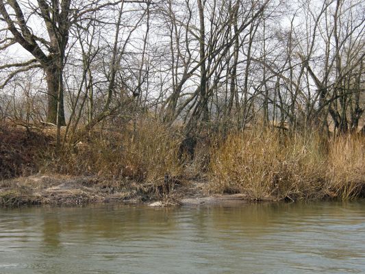 Opatovice-Bukovina, meandr Labe, 10.3.2008
Stržené břehy - normální přírodní proces na přirozených tocích.
Mots-clés: Opatovice Bukovina meandr Labe