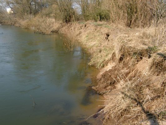 Opatovice-Bukovina, meandr Labe, 10.3.2008
Stržené břehy jsou přirozeným jevem neregulovaných toků.
Schlüsselwörter: Opatovice Bukovina meandr Labe