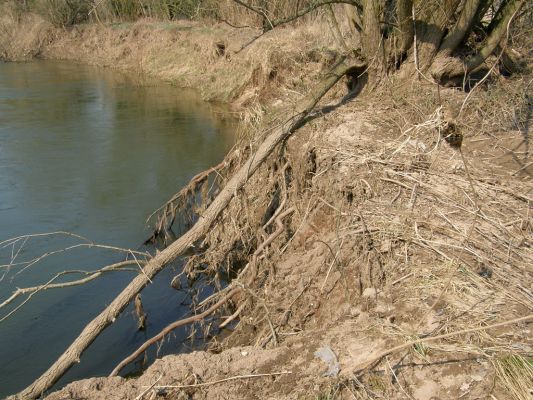 Opatovice-Bukovina, meandr Labe, 10.3.2008
Stržené břehy jsou přirozeným jevem neregulovaných toků. Detail.
Schlüsselwörter: Opatovice Bukovina meandr Labe