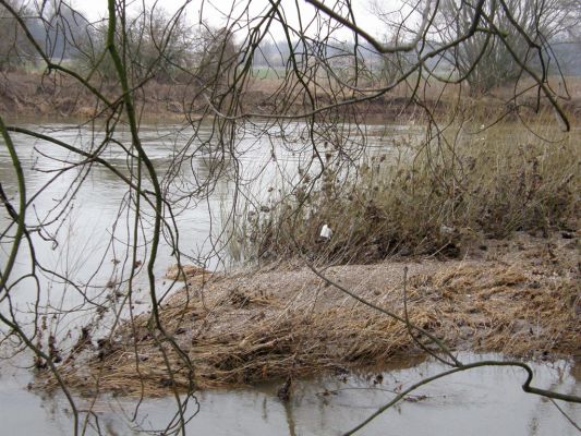 Opatovice-Bukovina, meandr Labe, 10.3.2008
Štěrkový ostrov u pravého břehu Labe.
Schlüsselwörter: Opatovice Bukovina meandr Labe ostrov Zorochros quadriguttatus