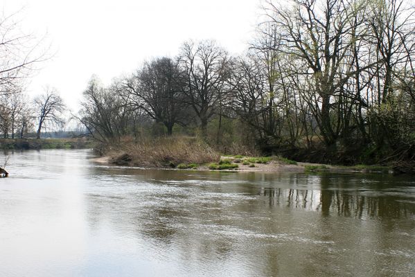 Opatovice-Bukovina, meandr Labe, 6.4.2007
Přirozený meandr řeky. Štěrkový ostrov u pravého břehu.
Klíčová slova: Opatovice Bukovina meandr Labe ostrov Zorochros quadriguttatus