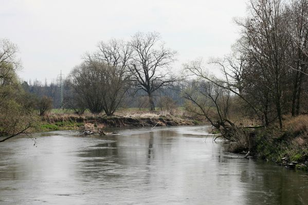 Opatovice-Bukovina, meandr Labe, 6.4.2007
Labský meandr. 
Klíčová slova: Opatovice Bukovina meandr Labe