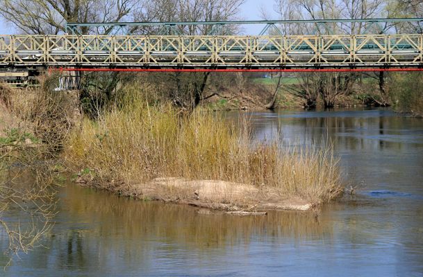 Opatovice-Bukovina, meandr Labe, 6.4.2007
Zarůstající ostrov pod mostem mezi elektrárnou a uložištěm popílku u Bukoviny.
Klíčová slova: Opatovice Bukovina meandr Labe ostrov