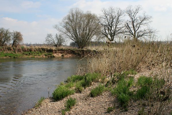 Opatovice-Bukovina, meandr Labe, 6.4.2007
Meandrující řeka jeden břeh podemílá a u druhého břehu vytváří náplavy. To vytváří vhodné mikrobiotopy pro mnoho živočichů, kteří na již regulovaných tocích vymřeli.
Klíčová slova: Opatovice Bukovina meandr Labe ostrov Zorochros quadriguttatus