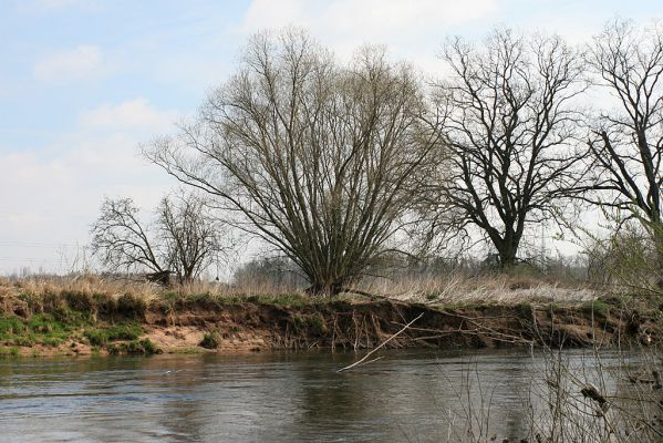 Opatovice-Bukovina, meandr Labe, 6.4.2007
Meandrující řeka jeden břeh podemílá a u druhého břehu vytváří náplavy. To vytváří vhodné mikrobiotopy pro mnoho živočichů, kteří na již regulovaných tocích vymřeli.
Klíčová slova: Opatovice Bukovina meandr Labe