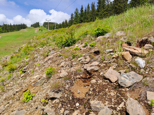 Špindlerův Mlýn, 29.5.2024
Sjezdovka Medvědín. 
Klíčová slova: Krkonoše Špindlerův Mlýn Bedřichov Medvědín Ctenicera cuprea Selatosomus aeneus Pheletes aeneoniger Anostirus purpureus