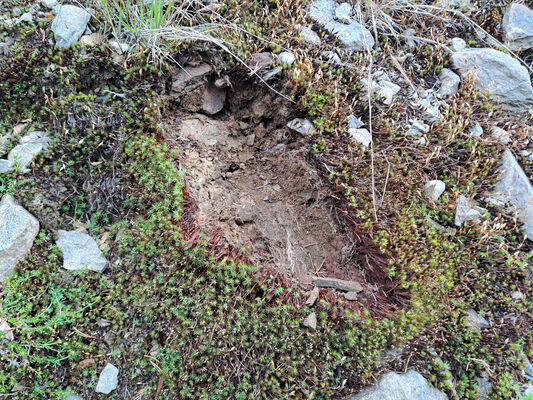 Špindlerův Mlýn, 29.5.2024
Sjezdovka Medvědín. Biotop kovaříka Orithales serraticornis.
Schlüsselwörter: Krkonoše Špindlerův Mlýn Bedřichov Medvědín Ctenicera cuprea Orithales serraticornis Pheletes aeneoniger Anostirus purpureus