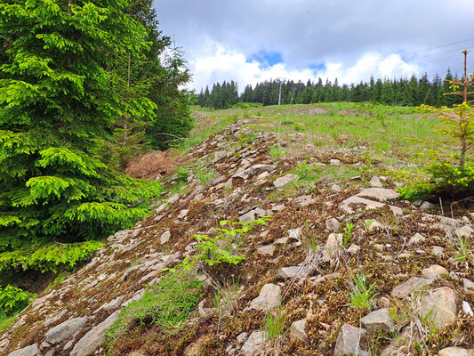 Špindlerův Mlýn, 29.5.2024
Sjezdovka Medvědín. 
Klíčová slova: Krkonoše Špindlerův Mlýn Bedřichov Medvědín Ctenicera cuprea Orithales serraticornis Pheletes aeneoniger Anostirus purpureus