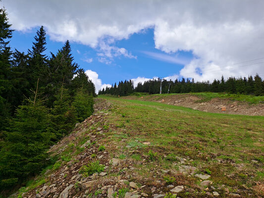 Špindlerův Mlýn, 29.5.2024
Sjezdovka Medvědín. 
Klíčová slova: Krkonoše Špindlerův Mlýn Bedřichov Medvědín Ctenicera cuprea Athous zebei Orithales serraticornis Pheletes aeneoniger Anostirus purpureus