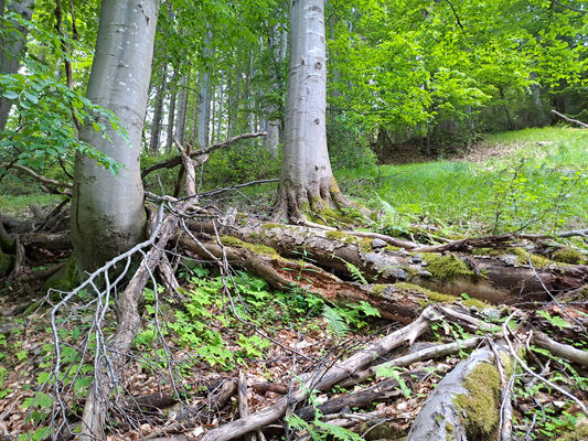 Špindlerův Mlýn, 29.5.2024
Medvědín, Dívčí stráň.
Klíčová slova: Krkonoše Špindlerův Mlýn Bedřichov Medvědín Dívčí stráň Denticollis rubens