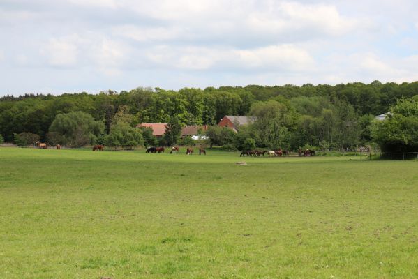 Měník, 17.5.2019
Pastvina.
Klíčová slova: Měník pastvina