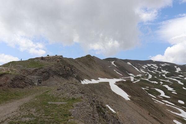 Saint-Dalmas-le-Selvage, 19.6.2023
Alpes Maritimes, Col de Raspaillon - Cime de Vermillon.
Schlüsselwörter: Saint-Dalmas-le-Selvage Alpes Maritimes Col de Raspaillon Cime de Vermillon Anostirus gabilloti Ctenicera virens