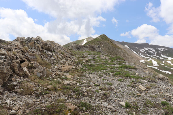 Saint-Dalmas-le-Selvage, 19.6.2023
Alpes Maritimes, Col de Raspaillon - Cime de Vermillon.
Mots-clés: Saint-Dalmas-le-Selvage Alpes Maritimes Col de Raspaillon Cime de Vermillon Anostirus gabilloti