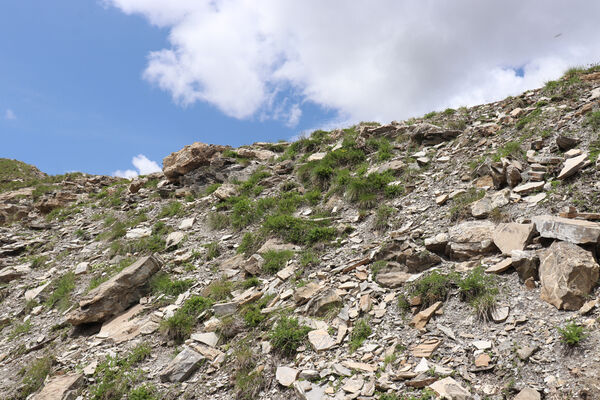 Saint-Dalmas-le-Selvage, 19.6.2023
Alpes Maritimes, Col de Raspaillon - Cime de Vermillon. Biotop kovaříků Anostirus gabilloti.
Keywords: Saint-Dalmas-le-Selvage Alpes Maritimes Col de Raspaillon Cime de Vermillon Anostirus gabilloti