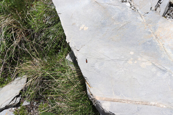 Saint-Dalmas-le-Selvage, 19.6.2023
Alpes Maritimes, Col de Raspaillon - Cime de Vermillon. Kovařík Anostirus gabilloti.
Keywords: Saint-Dalmas-le-Selvage Alpes Maritimes Col de Raspaillon Cime de Vermillon Anostirus gabilloti