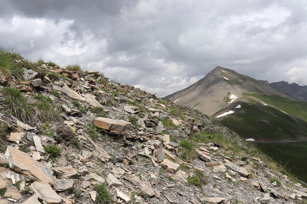 Saint-Dalmas-le-Selvage, 19.6.2023
Alpes Maritimes, Col de Raspaillon - Cime de Vermillon. Pohled na Cime de Voga (2777 m).
Mots-clés: Saint-Dalmas-le-Selvage Alpes Maritimes Col de Raspaillon Cime de Vermillon Anostirus gabilloti