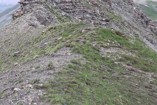 Saint-Dalmas-le-Selvage, 19.6.2023
Alpes Maritimes, Col de Raspaillon - Cime de Vermillon.
Keywords: Saint-Dalmas-le-Selvage Alpes Maritimes Col de Raspaillon Cime de Vermillon Anostirus gabilloti Ctenicera virens