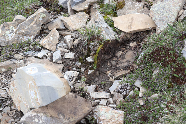 Saint-Dalmas-le-Selvage, 19.6.2023
Alpes Maritimes, Tête de Brague. Biotop kovaříka Selatosomus confluens rugosus.
Schlüsselwörter: Saint-Dalmas-le-Selvage Col de Raspaillon Tête de Brague Selatosomus confluens rugosus