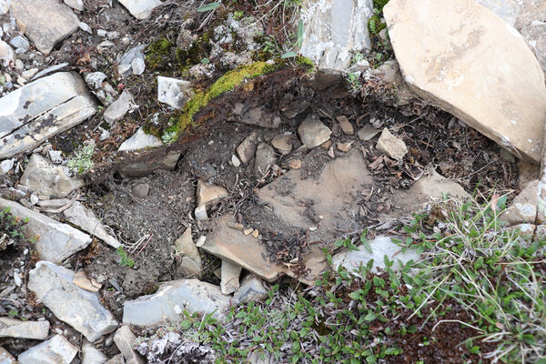 Saint-Dalmas-le-Selvage, 19.6.2023
Alpes Maritimes, Tête de Brague. Biotop kovaříka Selatosomus confluens rugosus.
Keywords: Saint-Dalmas-le-Selvage Col de Raspaillon Tête de Brague Selatosomus confluens rugosus