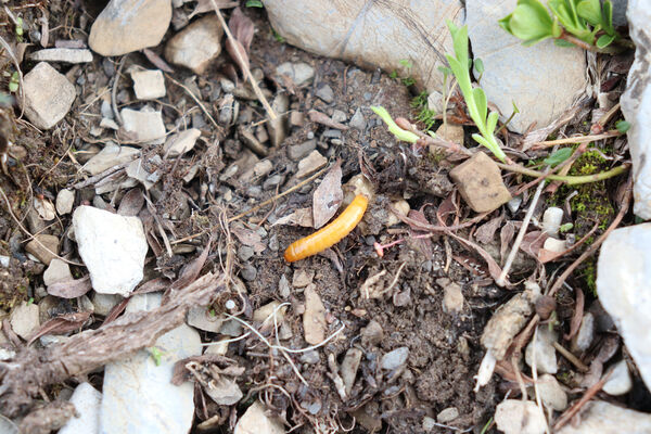 Saint-Dalmas-le-Selvage, 19.6.2023
Alpes Maritimes, Tête de Brague. Larva kovaříka Selatosomus confluens rugosus.
Klíčová slova: Saint-Dalmas-le-Selvage Col de Raspaillon Cime de Vermillon