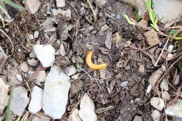 Saint-Dalmas-le-Selvage, 19.6.2023
Alpes Maritimes, Tête de Brague. Larva kovaříka Selatosomus confluens rugosus.
Keywords: Saint-Dalmas-le-Selvage Col de Raspaillon Cime de Vermillon