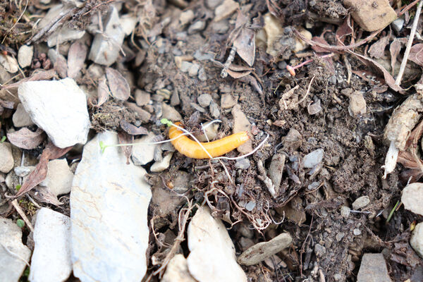 Saint-Dalmas-le-Selvage, 19.6.2023
Alpes Maritimes, Tête de Brague. Larva kovaříka Selatosomus confluens rugosus.
Schlüsselwörter: Saint-Dalmas-le-Selvage Col de Raspaillon Cime de Vermillon