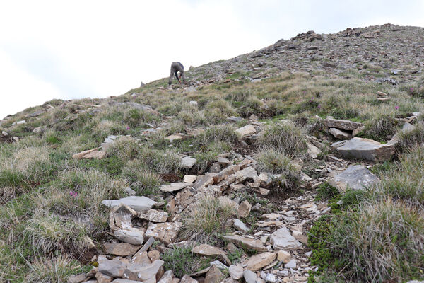 Saint-Dalmas-le-Selvage, 19.6.2023
Alpes Maritimes, Tête de Brague. Biotop kovaříka Selatosomus confluens rugosus.
Keywords: Saint-Dalmas-le-Selvage Col de Raspaillon Cime de Vermillon