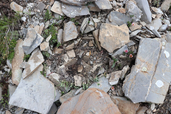 Saint-Dalmas-le-Selvage, 19.6.2023
Alpes Maritimes, Tête de Brague. Larva kovaříka Selatosomus confluens rugosus.
Klíčová slova: Saint-Dalmas-le-Selvage Col de Raspaillon Cime de Vermillon