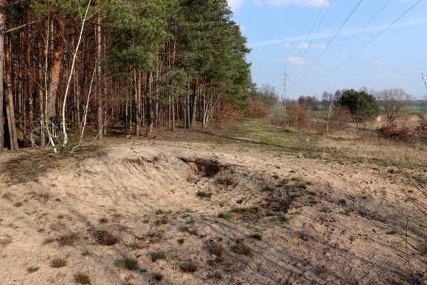 Labské Chrčice, 18.3.2020
Merenda - duna pod elektrovody.
Klíčová slova: Labské Chrčice Merenda duna Dicronychus equisetioides Cardiophorus asellus