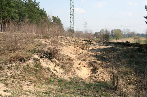Labské Chrčice, Merenda, 8.4.2010
Písečný přesyp pod elektrovody. 
Klíčová slova: Labské Chrčice Merenda Dicronychus equisetioides