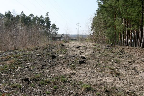 Labské Chrčice, Merenda, 8.4.2010
Písečný přesyp pod elektrovody. 
Klíčová slova: Labské Chrčice Merenda Cardiophorus ruficollis