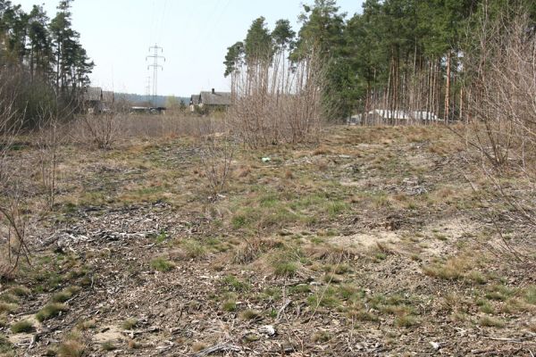 Labské Chrčice, Merenda, 8.4.2010
Písečný přesyp pod elektrovody. 
Klíčová slova: Labské Chrčice Merenda Cardiophorus asellus Pheletes aeneoniger