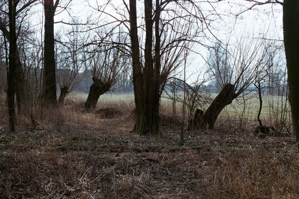 Městec, 12.3.2004
Vrby na bývalém korytě Dědiny.
Schlüsselwörter: Očelice Městec Dědina Ampedus pomorum