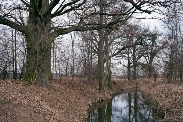 Městec, 12.3.2004
Mokré. Dubová alej podél Jalového potoka u Městce. Biotop páchníka hnědého a mnoha druhů vzácných kovaříků. 
Mots-clés: Městec Jalový potok Osmoderma eremita Ampedus cardinalis Cardiophorus gramineus