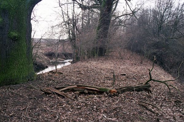 Městec, 12.3.2004
Mokré. Dubová alej podél Jalového potoka u Městce. Biotop páchníka hnědého a mnoha druhů vzácných kovaříků. 
Schlüsselwörter: Mokré Městec Jalový potok Osmoderma eremita Ampedus cardinalis Cardiophorus gramineus