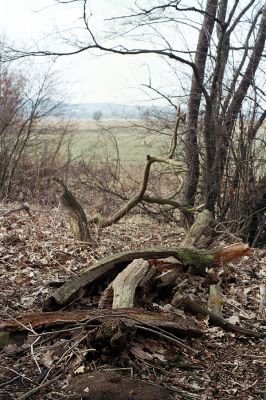 Městec, 12.3.2004
Mokré. Dubová alej podél Jalového potoka. Odlomená trouchnivá větev dubu - biotop kovaříka Ampedus  cardinalis.
Klíčová slova: Mokré Městec Jalový potok Ampedus cardinalis