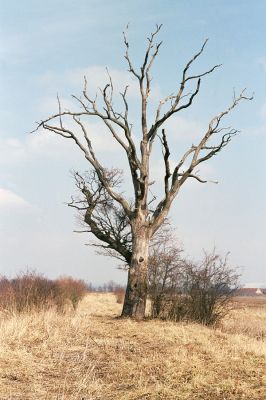 Městec, 12.3.2004
Mokré. Dub u Jalového potoka. 

Schlüsselwörter: Mokré Městec Jalový potok