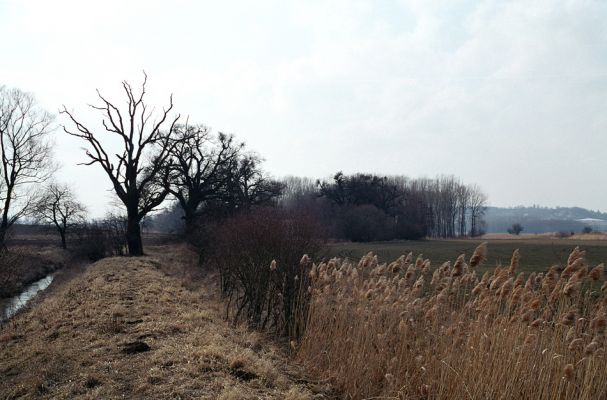 Městec, 12.3.2004
Mokré. Dubová alej podél Jalového potoka u Městce. Biotop páchníka hnědého a mnoha druhů vzácných kovaříků.
Keywords: Mokré Městec Jalový potok Osmoderma eremita Ampedus cardinalis Cardiophorus gramineus