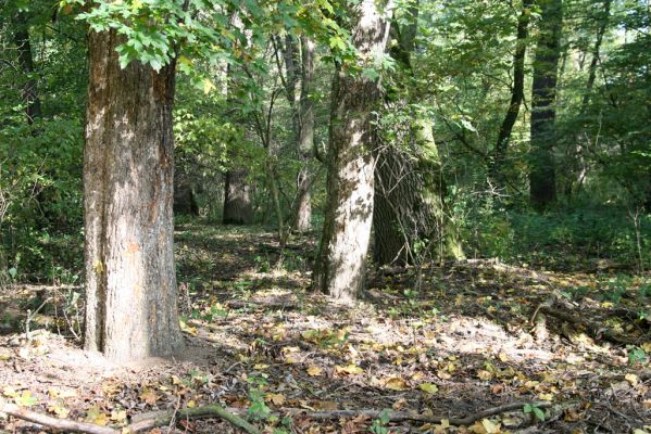 Mikulčice, 17.10.2017
Mikulčický luh - Skařiny. Javor - zimoviště kovaříků Brachygonus ruficeps.
Schlüsselwörter: Mikulčice Mikulčický luh rezervace Skařiny Brachygonus ruficeps