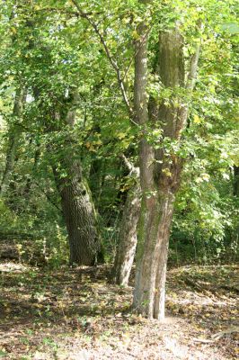 Mikulčice, 17.10.2017
Mikulčický luh - Skařiny. Javor - zimoviště kovaříků Brachygonus ruficeps.
Keywords: Mikulčice Mikulčický luh rezervace Skařiny Brachygonus ruficeps