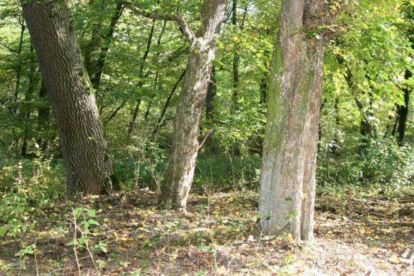 Mikulčice, 17.10.2017
Mikulčický luh - Skařiny. Javory - zimoviště kovaříků Brachygonus ruficeps.
Schlüsselwörter: Mikulčice Mikulčický luh rezervace Skařiny Brachygonus ruficeps