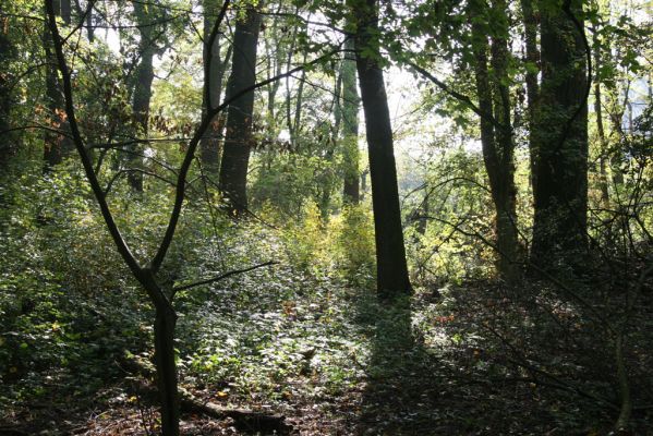 Mikulčice, 17.10.2017
Mikulčický luh - Skařiny.
Klíčová slova: Mikulčice Mikulčický luh rezervace Skařiny