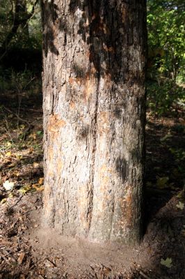 Mikulčice, 17.10.2017
Mikulčický luh - Skařiny. Javor - zimoviště kovaříků Brachygonus ruficeps.
Schlüsselwörter: Mikulčice Mikulčický luh rezervace Skařiny Brachygonus ruficeps