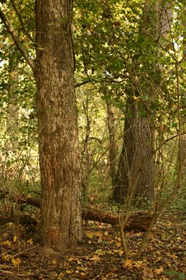 Mikulčice, 17.10.2017
Mikulčický luh - Skařiny. Javor - zimoviště kovaříků Brachygonus ruficeps.
Schlüsselwörter: Mikulčice Mikulčický luh rezervace Skařiny Brachygonus ruficeps