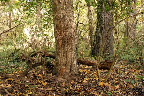 Mikulčice, 17.10.2017
Mikulčický luh - Skařiny. Javor - zimoviště kovaříků Brachygonus ruficeps.
Schlüsselwörter: Mikulčice Mikulčický luh rezervace Skařiny Brachygonus ruficeps