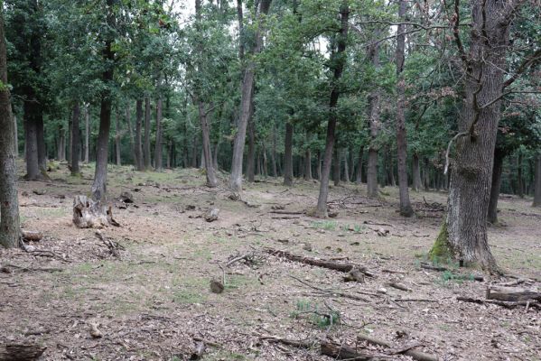 Mikulov, 17.8.2020
Obora Bulhary, les U Poslední večeře.  
Schlüsselwörter: Mikulov obora Bulhary Pulgarská stráň les U Poslední večeře