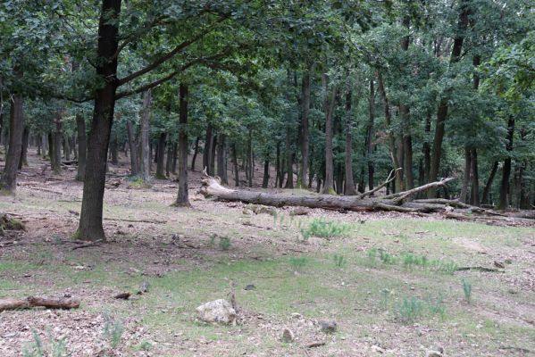 Mikulov, 17.8.2020
Obora Bulhary, les U Poslední večeře.  
Schlüsselwörter: Mikulov obora Bulhary Pulgarská stráň les U Poslední večeře