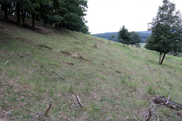 Mikulov, 17.8.2020
Obora Bulhary, pastvina pod Pulgarskou strání.  
Klíčová slova: Mikulov obora Bulhary Pulgarská stráň pastvina