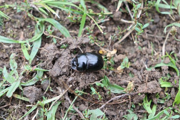 Mikulov, 17.8.2020
Obora Bulhary, pastvina pod Pulgarskou strání. Chrobák Copris lunaris. 
Schlüsselwörter: Mikulov obora Bulhary Pulgarská stráň pastvina Copris lunaris